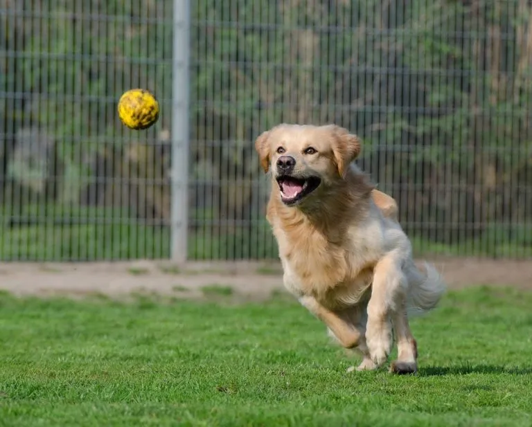 Avere un cane: l’importanza di una recinzione