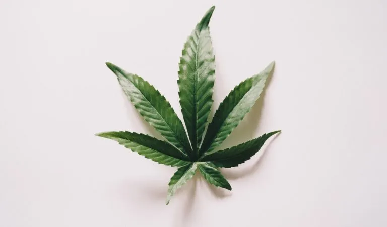 5 Cose da sapere sulla Cannabis Light