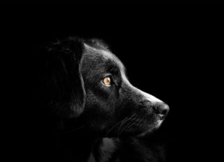 cane