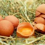 Incubatrice per uova: cos’è e come funziona