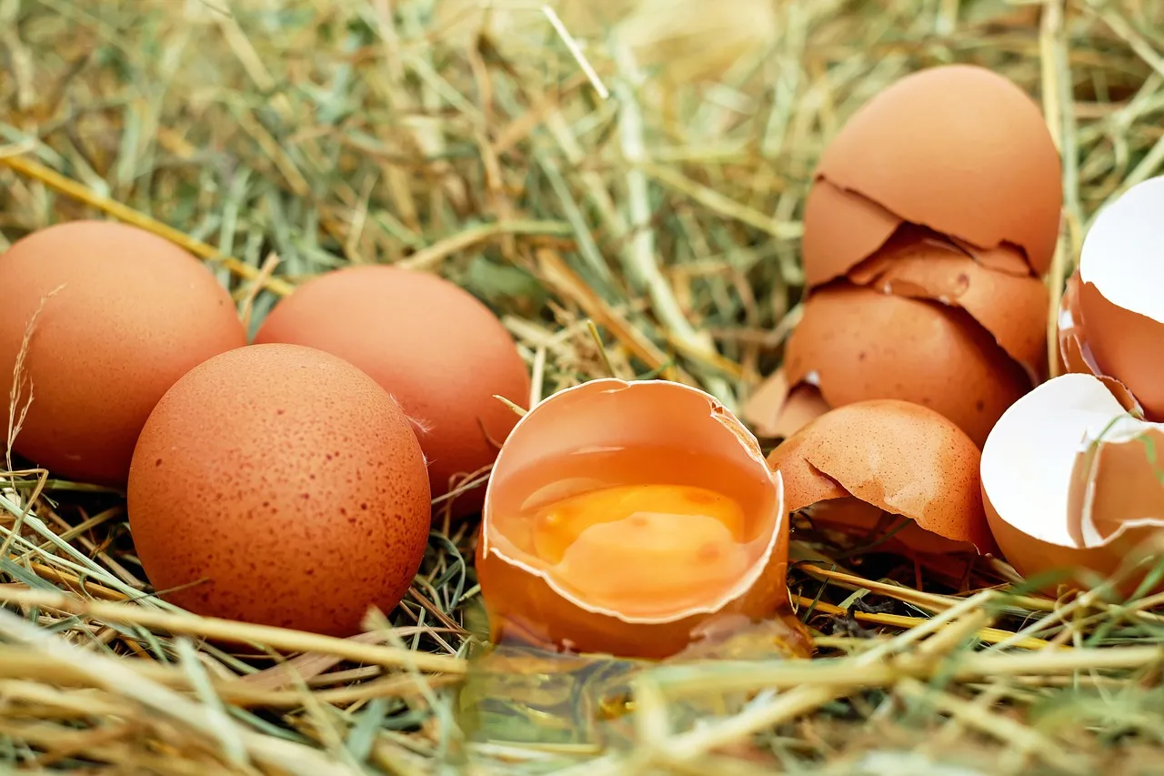 Incubatrice per uova: cos’è e come funziona