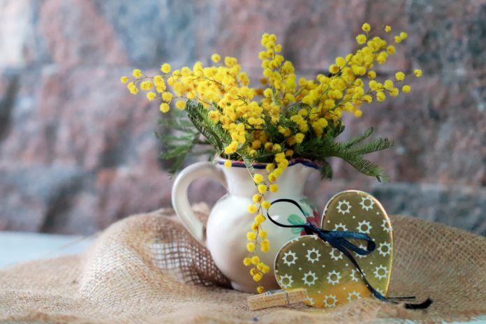 Festa della donna perché si regala la mimosa, significato del simbolo tutto italiano
