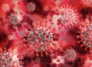 Pandoravirus nuovo virus di 48mila anni fa
