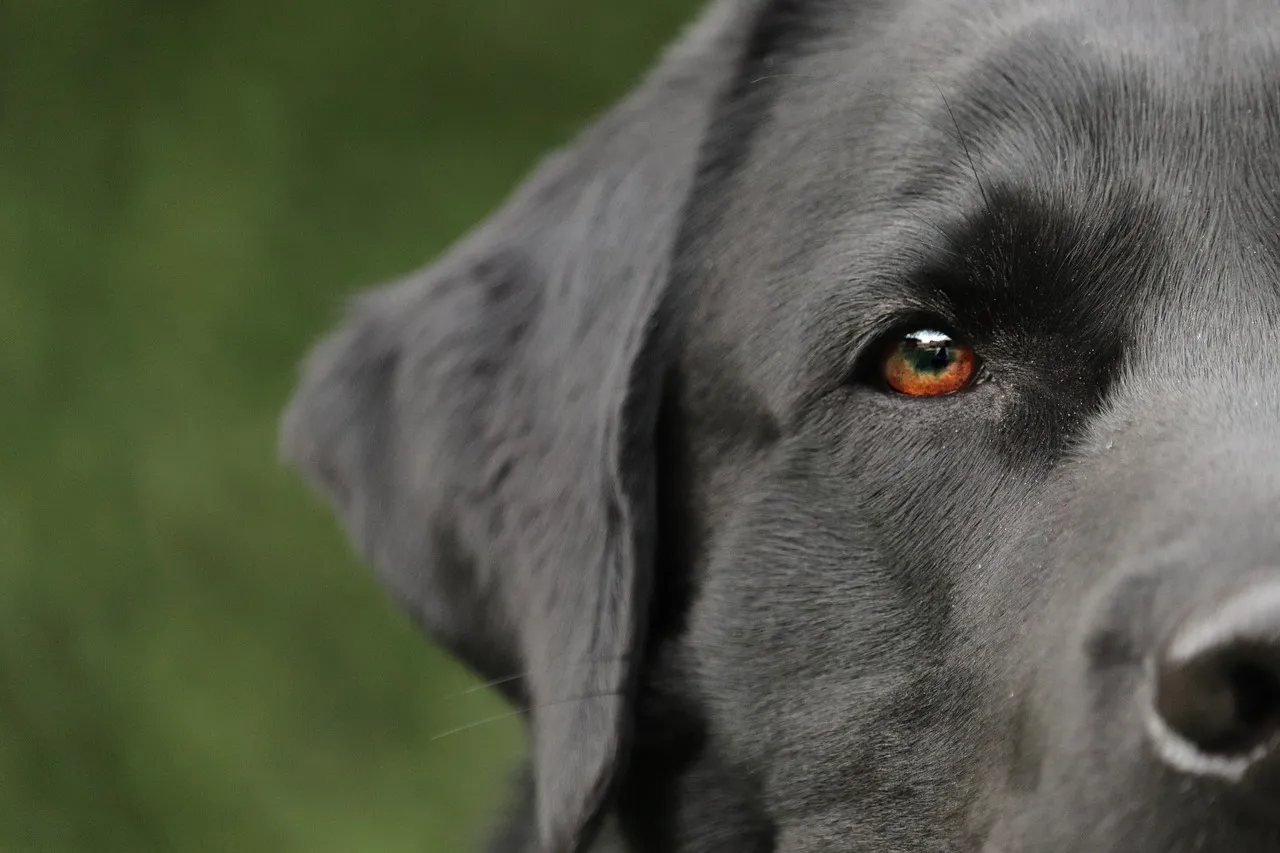 Adottare un labrador: ecco cosa c’è da sapere