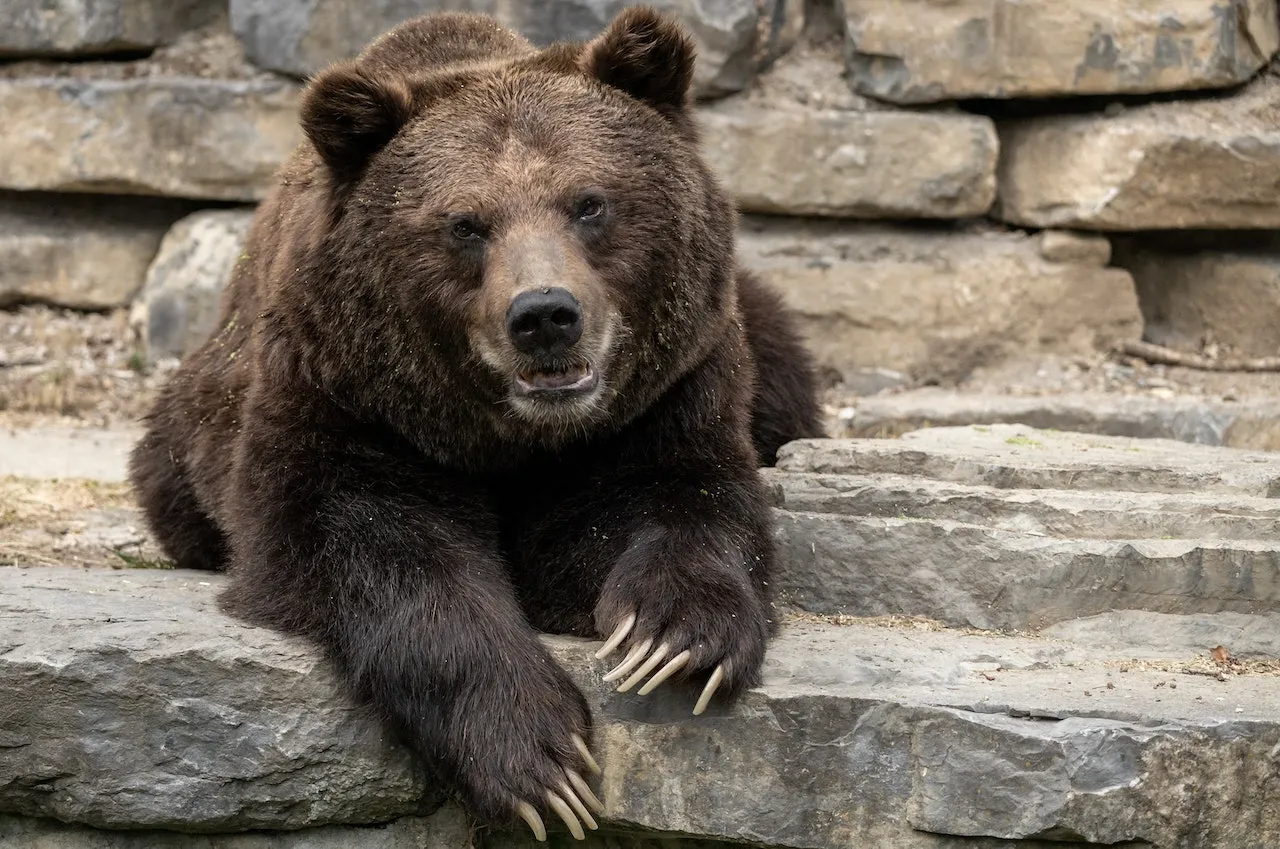 Abruzzo: orso marsicano Juan Carrito muore investito da un’auto