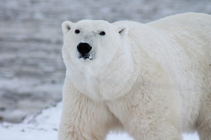 Un orso polare è entrato in un villaggio dell'Alaska occidentale e, dopo aver inseguito diversi abitanti, ha attaccato e ucciso una donna e un ragazzo.