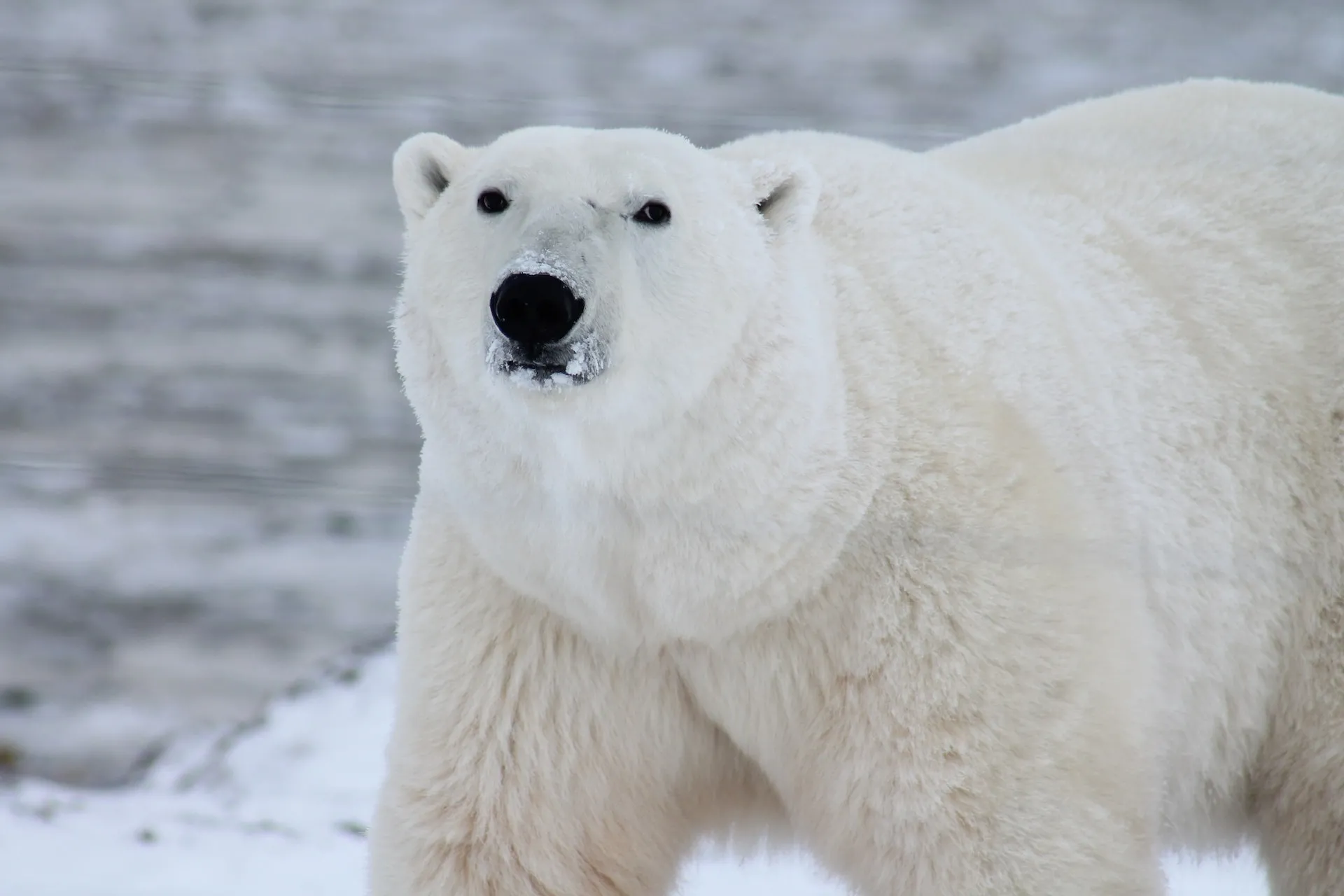 Alaska: un orso polare attacca e uccide una donna e un ragazzo