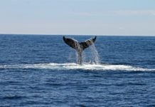 Una balena si spiaggia sulle coste di New York, sono sette gli esemplari deceduti solo nel mese di Gennaio 2023.