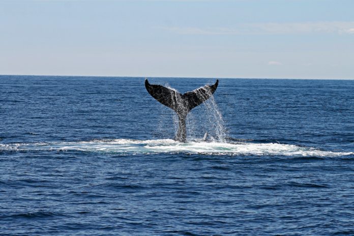 Una balena si spiaggia sulle coste di New York, sono sette gli esemplari deceduti solo nel mese di Gennaio 2023.