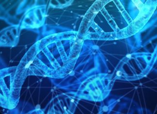 Uno studio internazionale guidato dall'Università di Torino ha individuato un nuovo gene la cui mutazione può causare disturbi dello spettro autistico.
