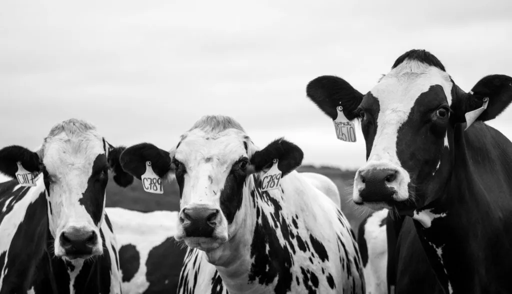 Clonazione: in Cina gli scienziati clonano tre “super mucche” da latte
