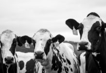In Cina clonate tre "super mucche", in grado di produrre elevate quantità di latte. Il progetto per ridurre la dipendenza cinese dall'importazione.