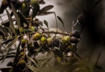raccolta olive