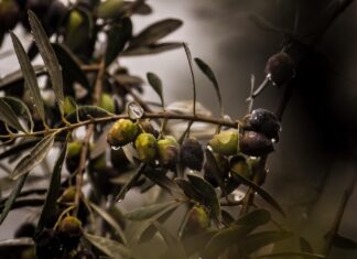 raccolta olive