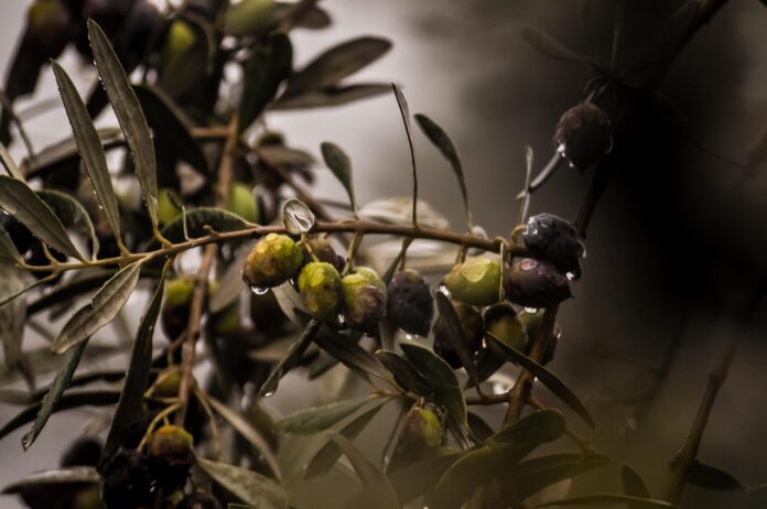 raccolta olive